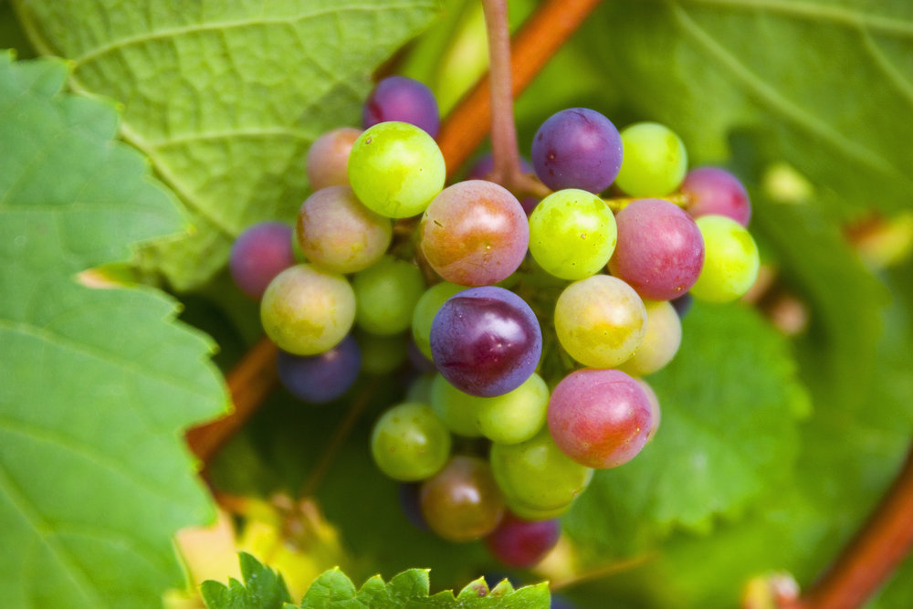 Uvas&amp;Resveratrol