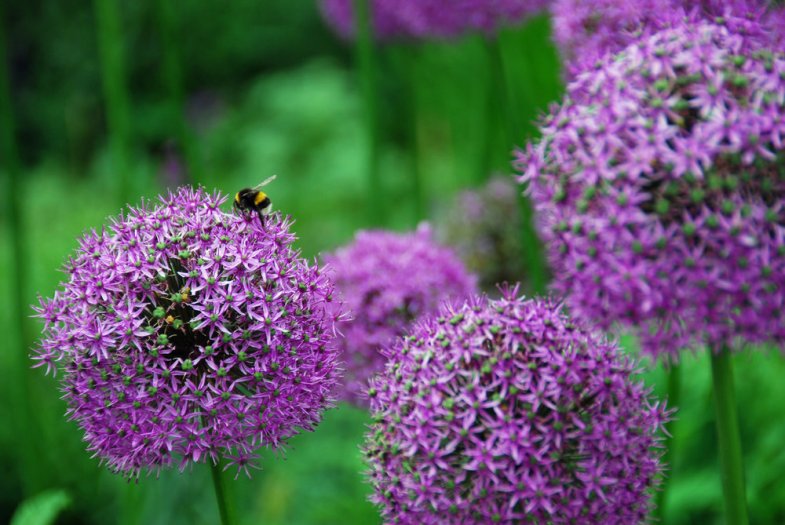 bee&amp;propoleo