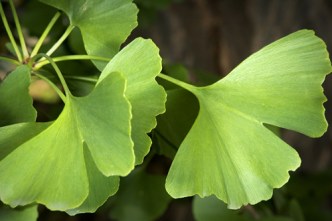 ginkgo-biloba-HOJA