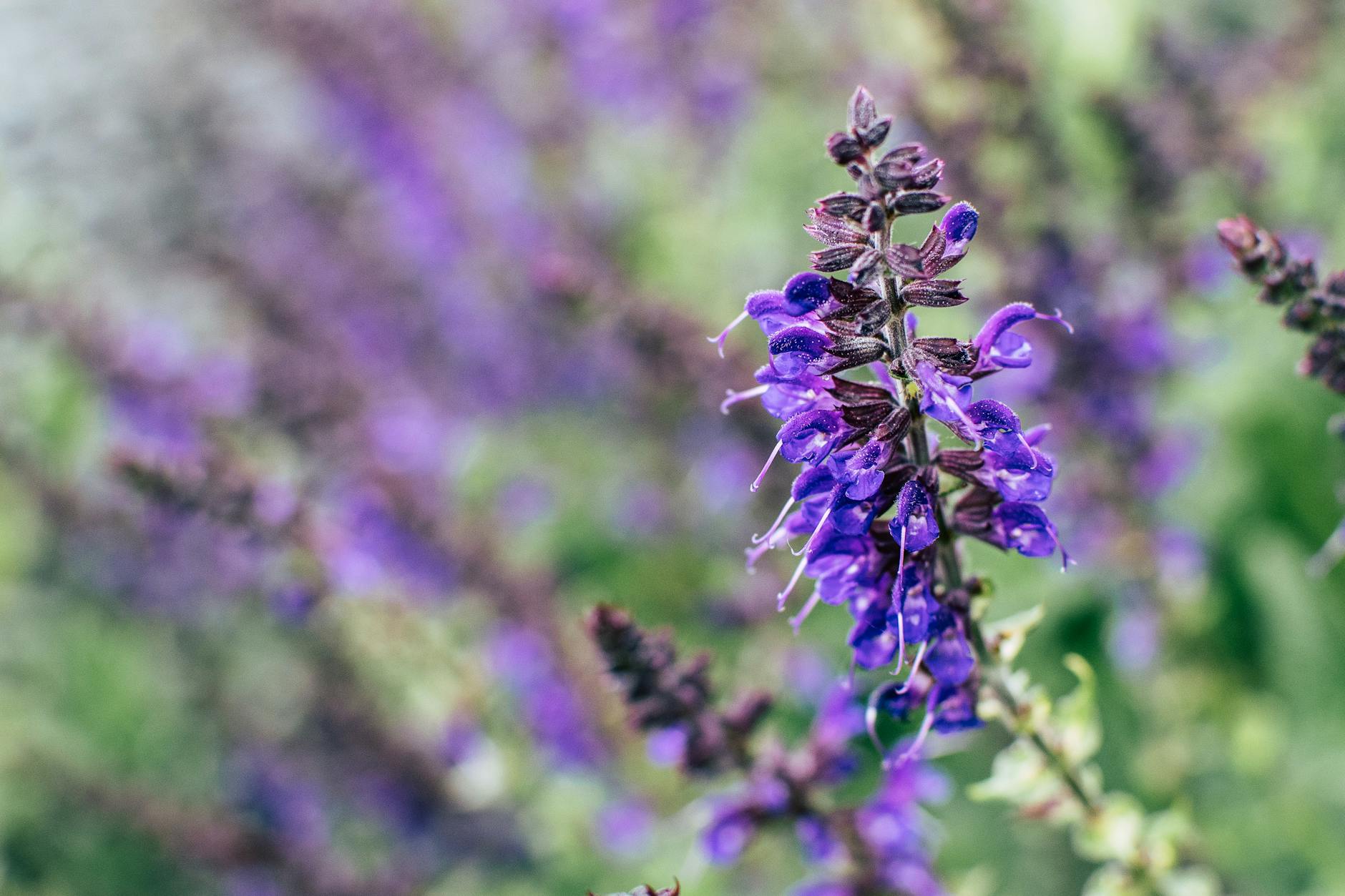 selective focus photography purple petal flower plant