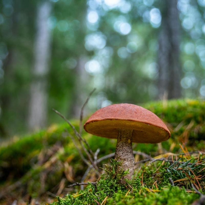 Guía para Crear Tu Propio Bosque de&nbsp;Alimentos