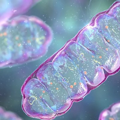 Activa tus Mitocondrias